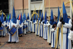 Sección de palmas.